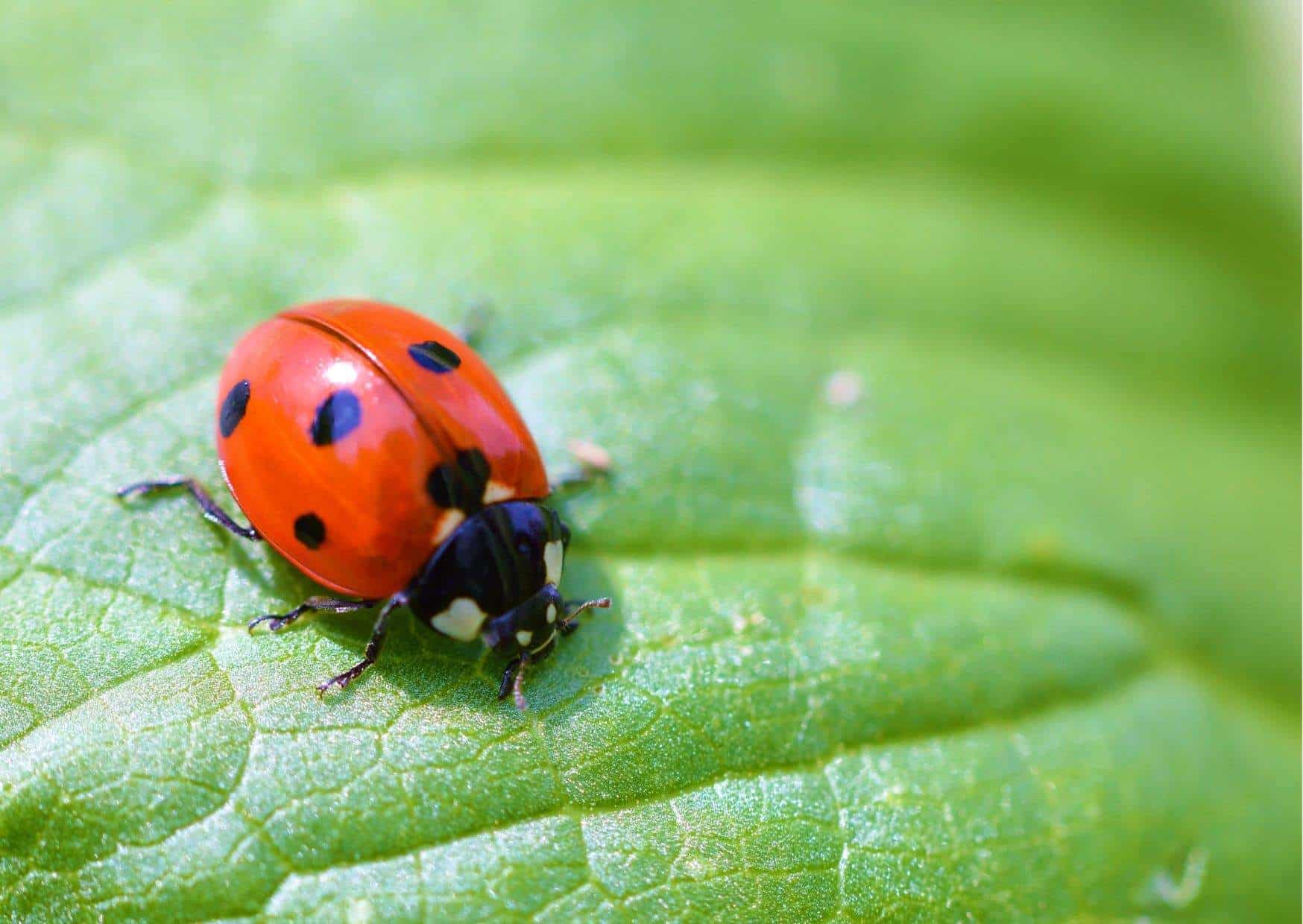 Ladybird Behavior - AnimalBehaviorCorner