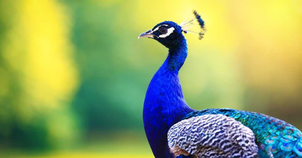 Peacock Behavior - AnimalBehaviorCorner