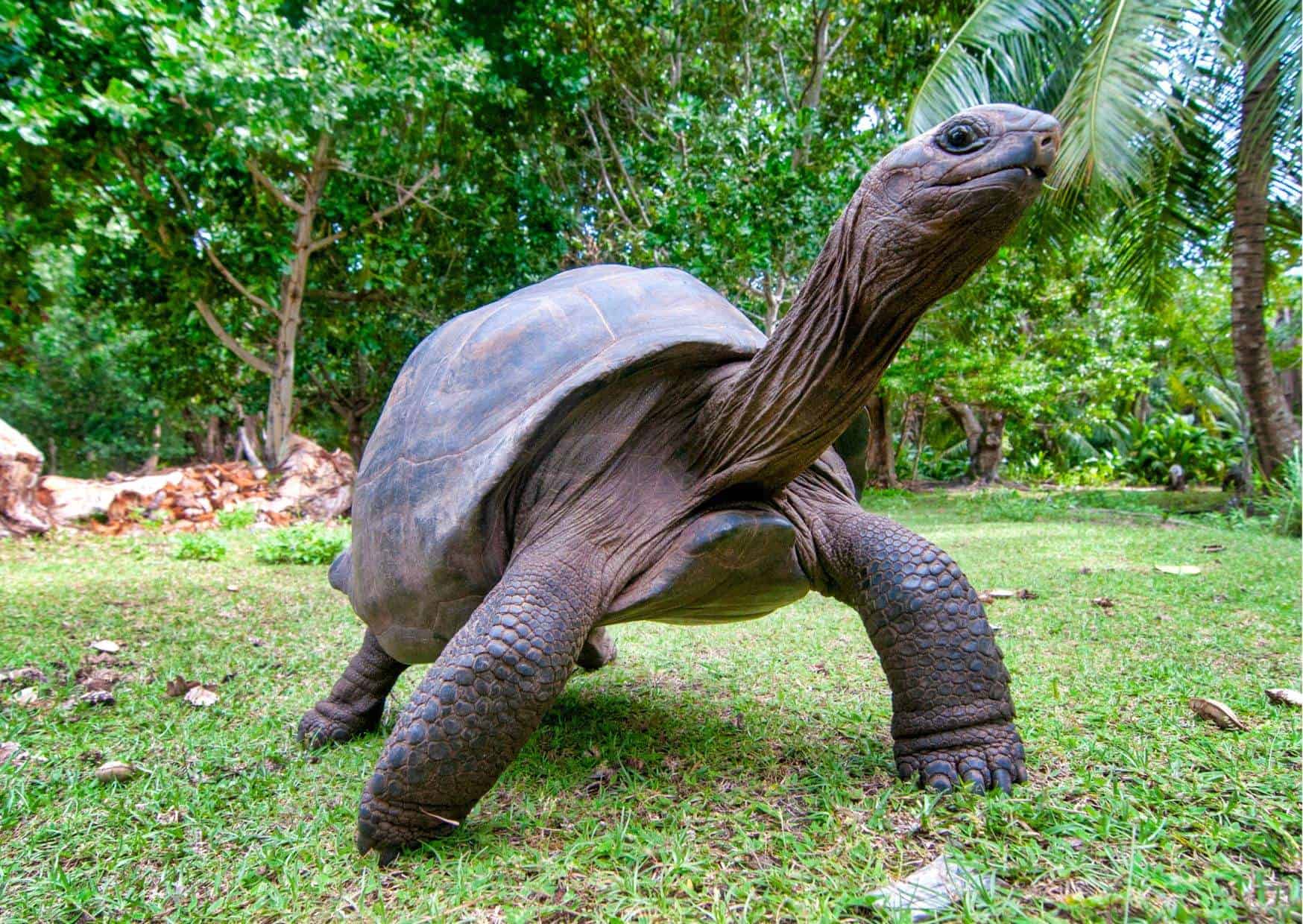 Tortoise Behaviour - AnimalBehaviorCorner