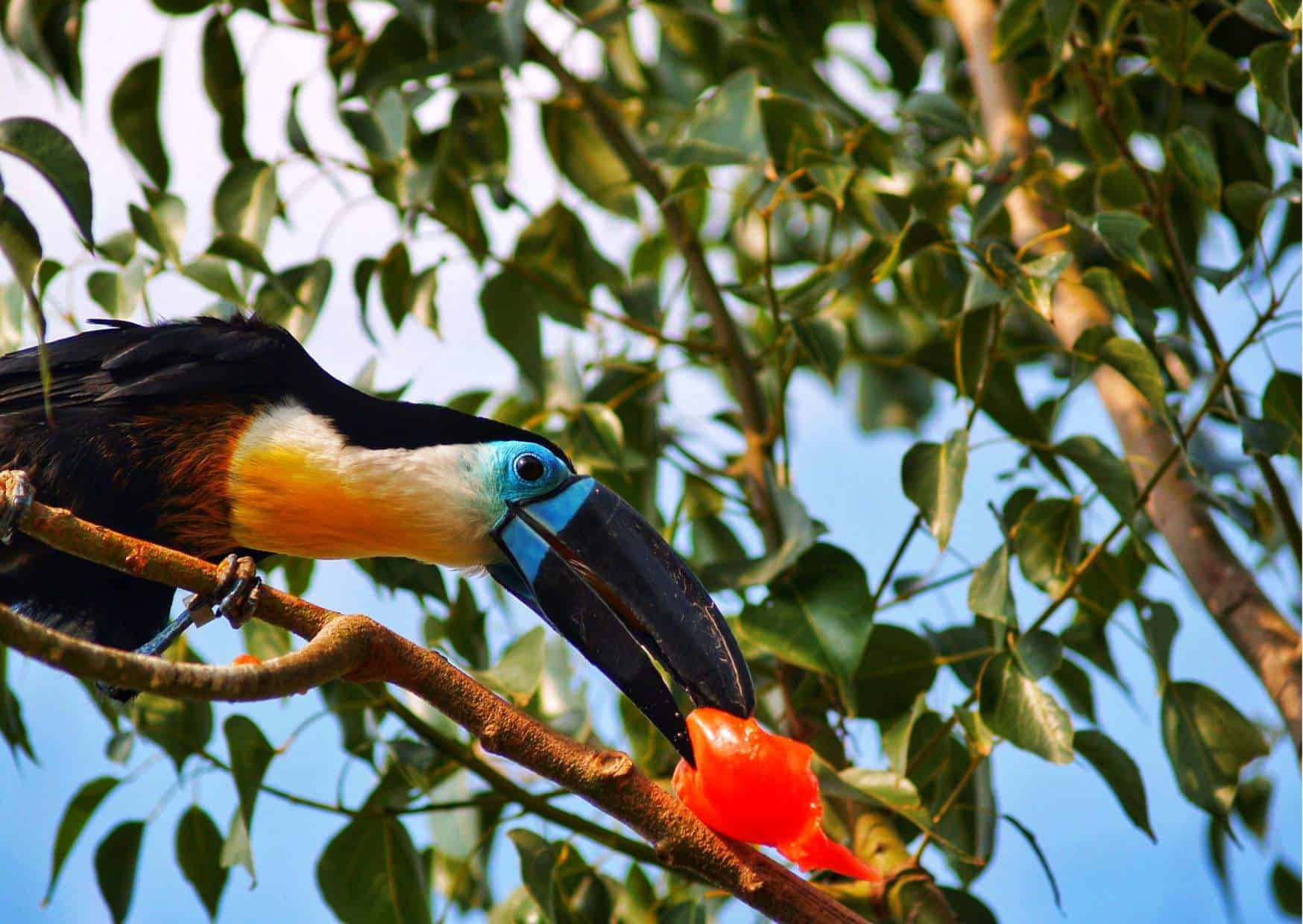 Toucan Behavior - AnimalBehaviorCorner