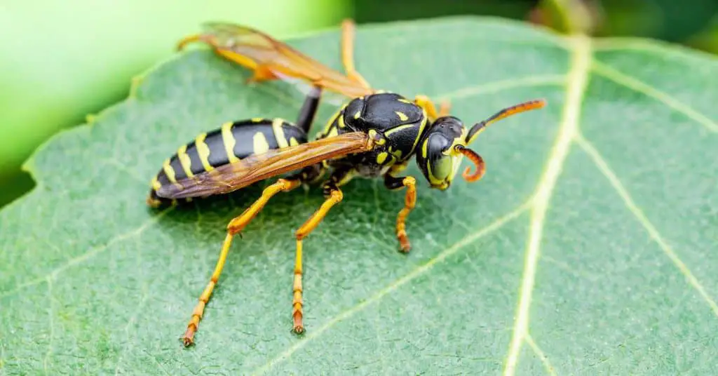 Yellow Jacket Behavior - AnimalBehaviorCorner