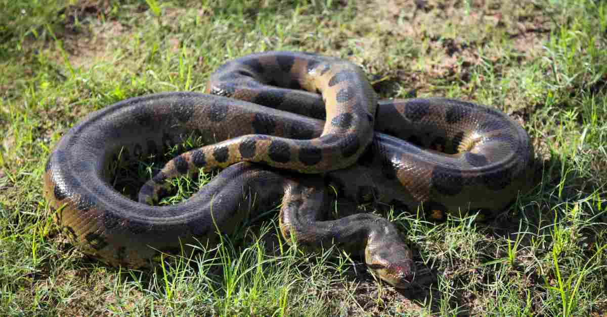 Clownfish Behavior Animalbehaviorcorner