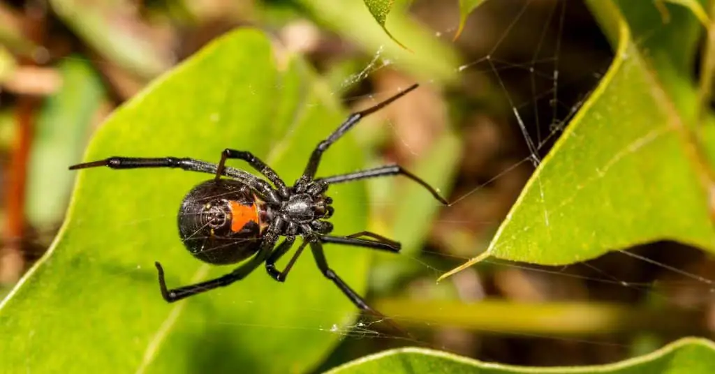 Black Widow Spider Behavior - AnimalBehaviorCorner