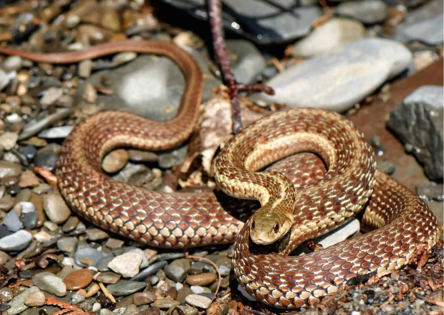 Garter Snake Behavior - AnimalBehaviorCorner