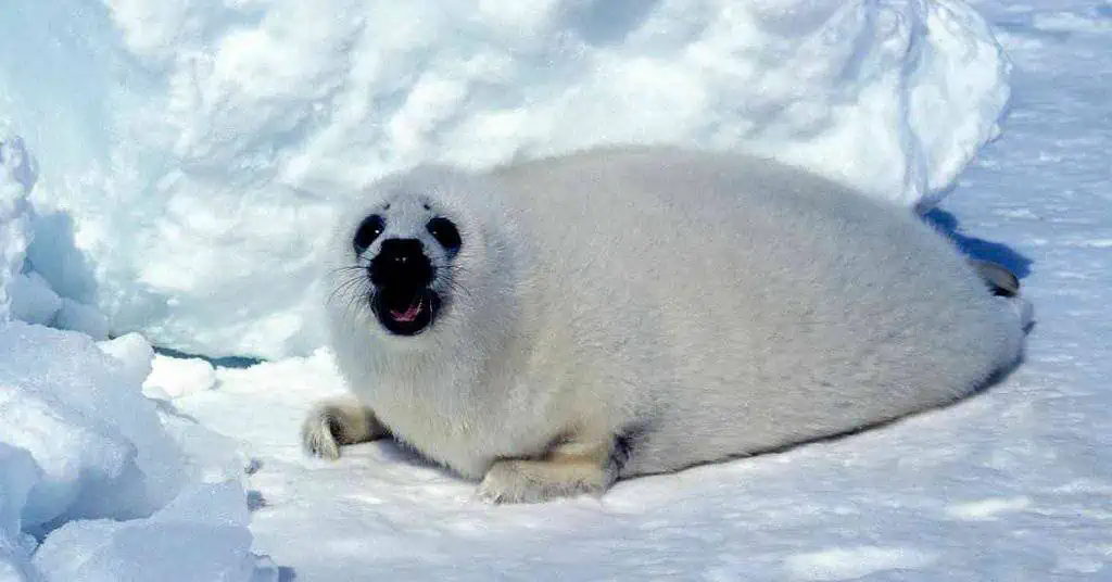 Harp Seal Behavior - AnimalBehaviorCorner