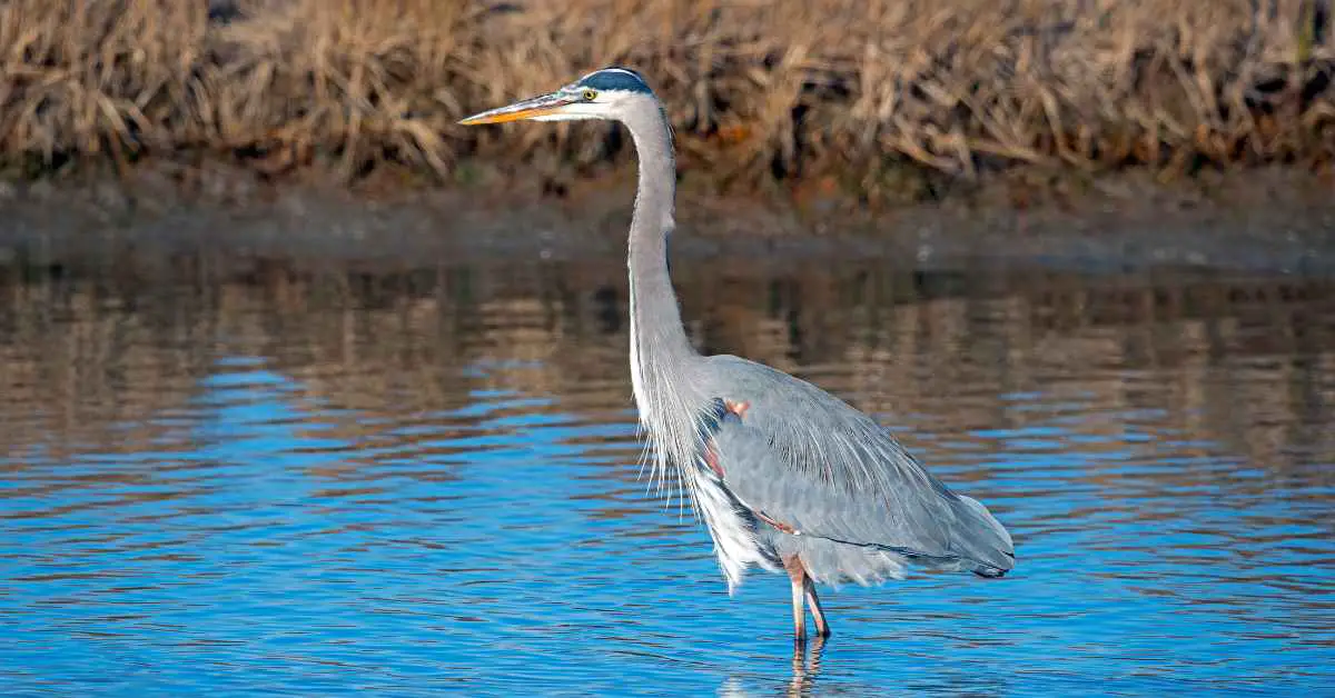 Heron Behavior - AnimalBehaviorCorner