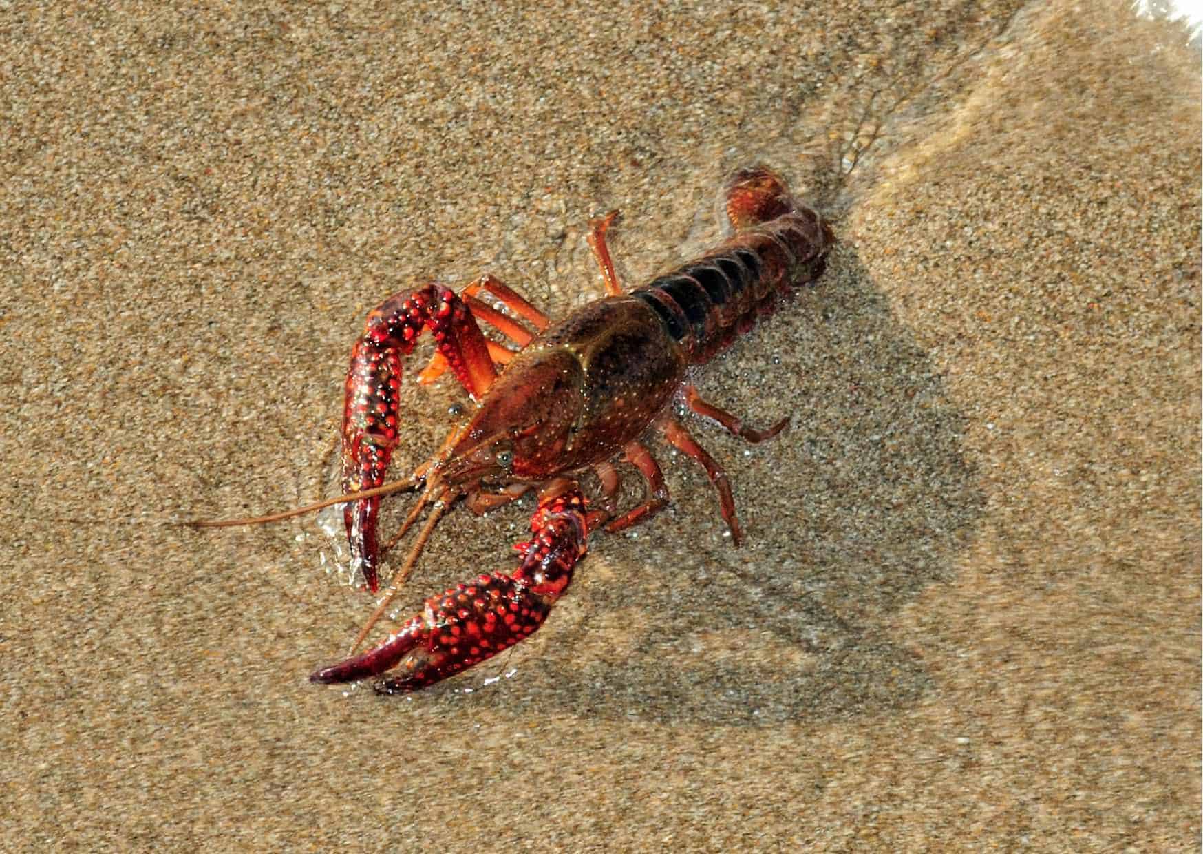 Lobster Behaviour AnimalBehaviorCorner