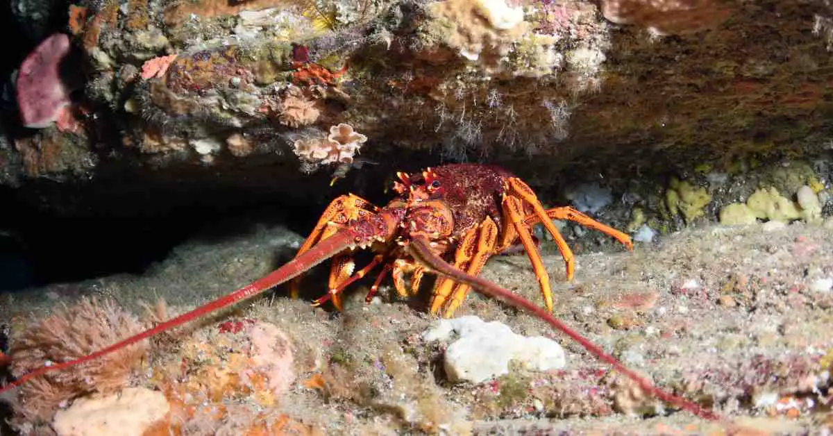 Lobster Behaviour - AnimalBehaviorCorner