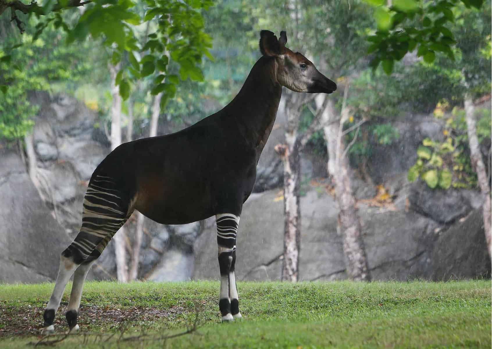 Okapi Behavior - AnimalBehaviorCorner