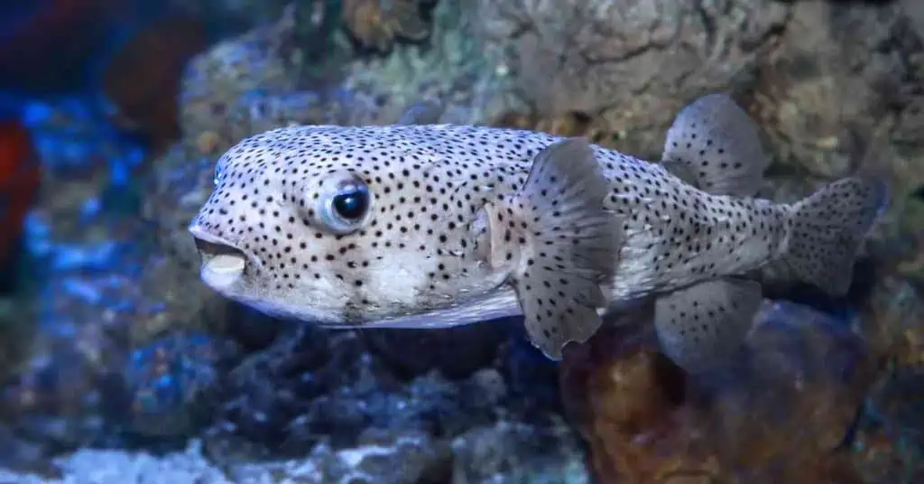 Puffer Fish Behavior - AnimalBehaviorCorner