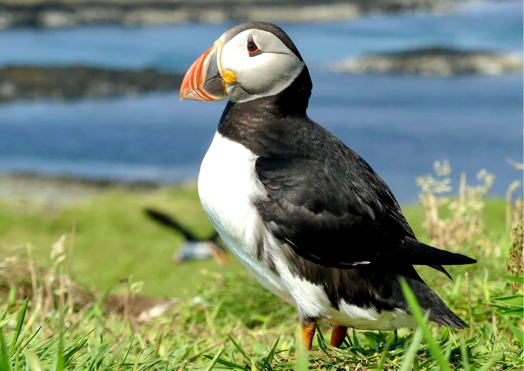 Puffin Nesting (Behavior, Eggs + Location)