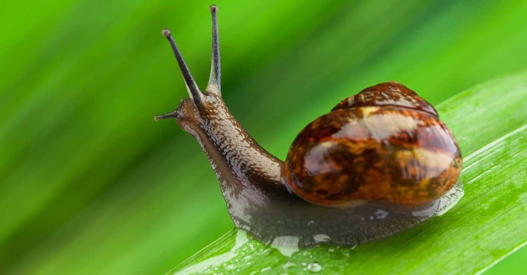 Snail Behaviour - AnimalBehaviorCorner