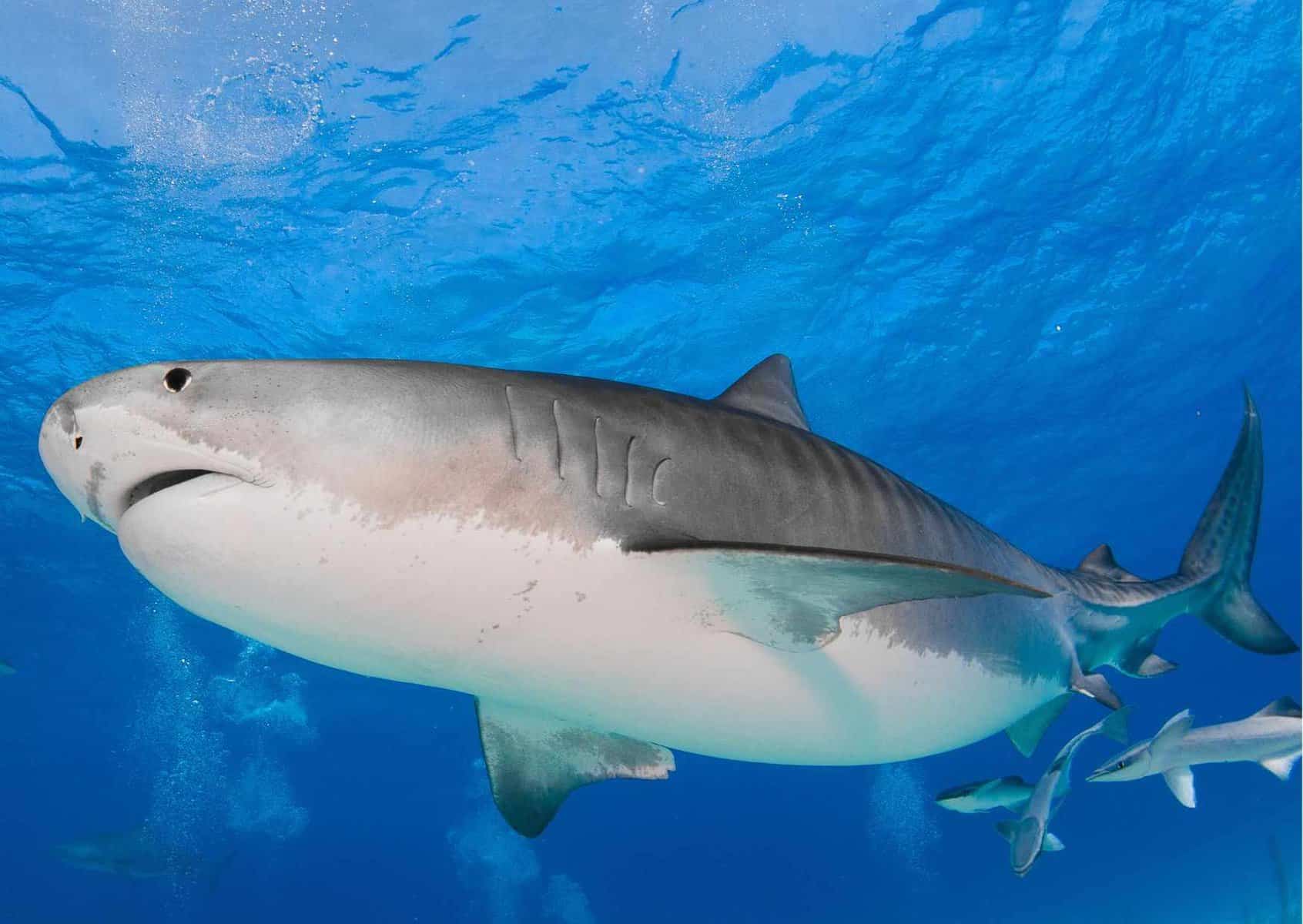 Tiger Shark Habits - AnimalBehaviorCorner