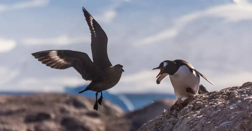 The World’s Weirdest Animal Behaviors - Featured Image