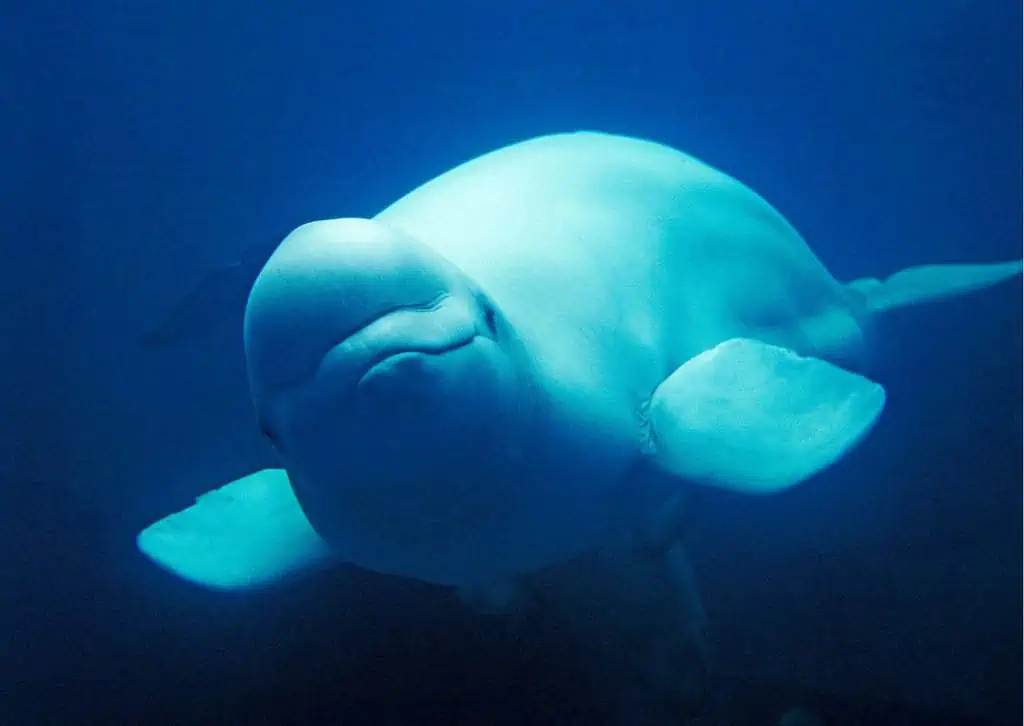 Beluga Whale Behavior - AnimalBehaviorCorner