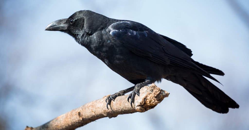 Crow Habits - AnimalBehaviorCorner