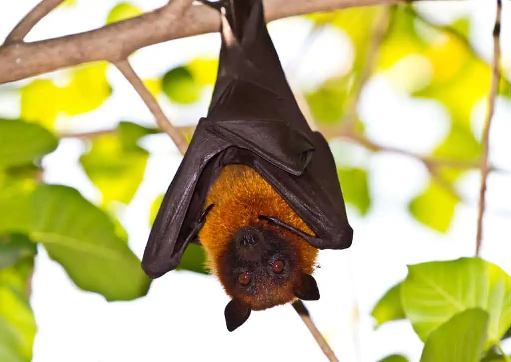 Fruit Bat Behavior AnimalBehaviorCorner