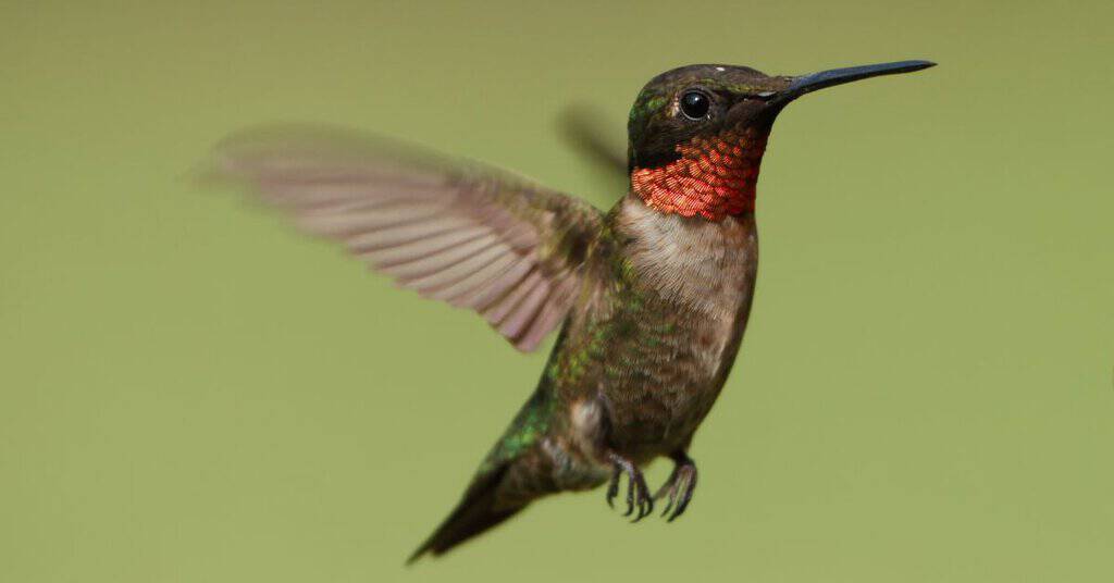 Hummingbird Behavior Traits - AnimalBehaviorCorner