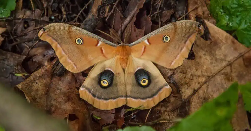 https://animalbehaviorcorner.com/wp-content/uploads/2022/12/Moth-Interesting-Facts-50-1.jpg