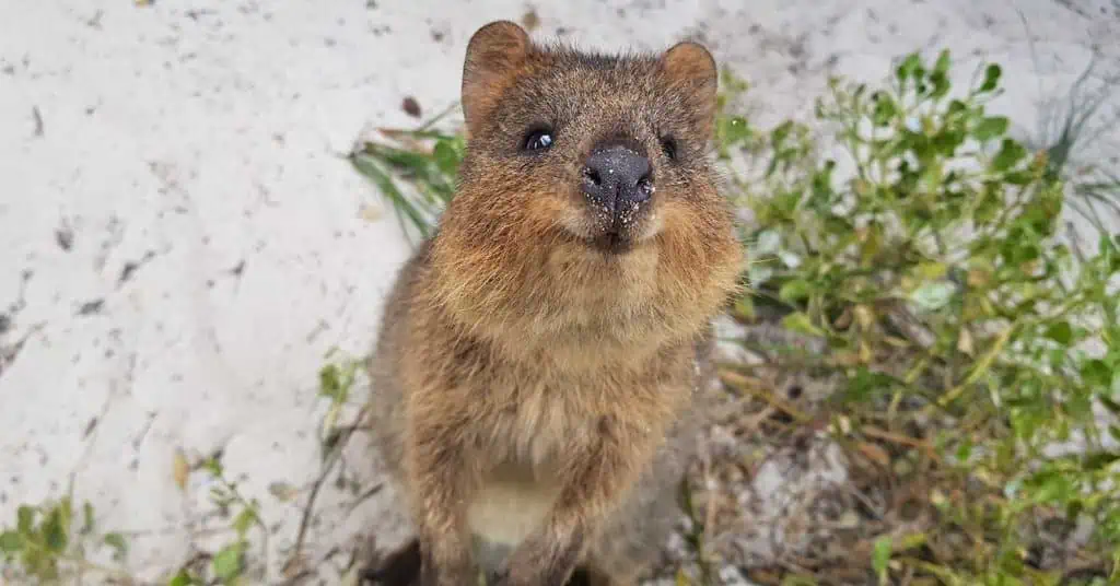 Quokka Behavior - AnimalBehaviorCorner