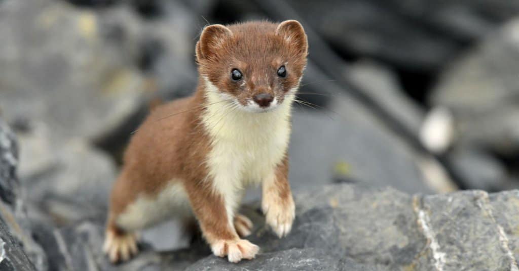 Weasel Behavior - AnimalBehaviorCorner