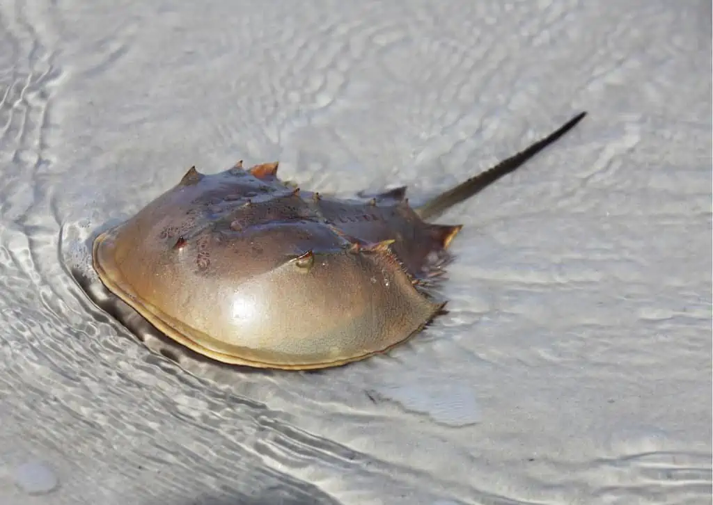 Horseshoe Crab Behavior AnimalBehaviorCorner