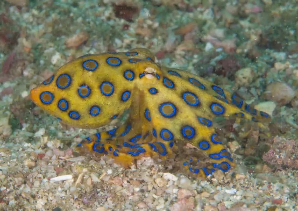 Blue Ringed Octopus Behavior AnimalBehaviorCorner