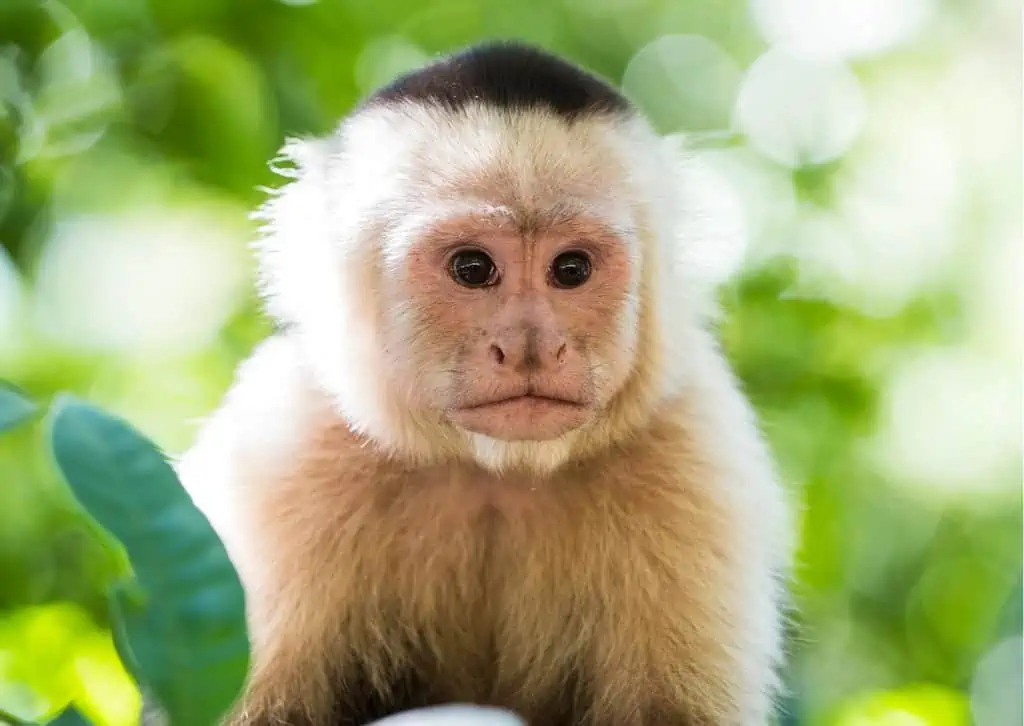 capuchin-monkey-behavior-animalbehaviorcorner