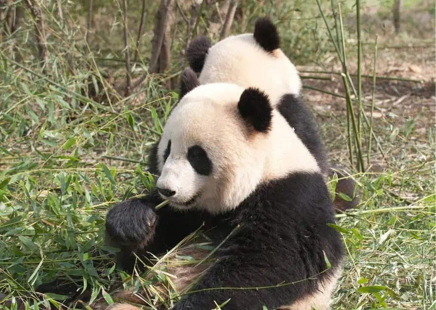 Giant Panda Behavior - AnimalBehaviorCorner