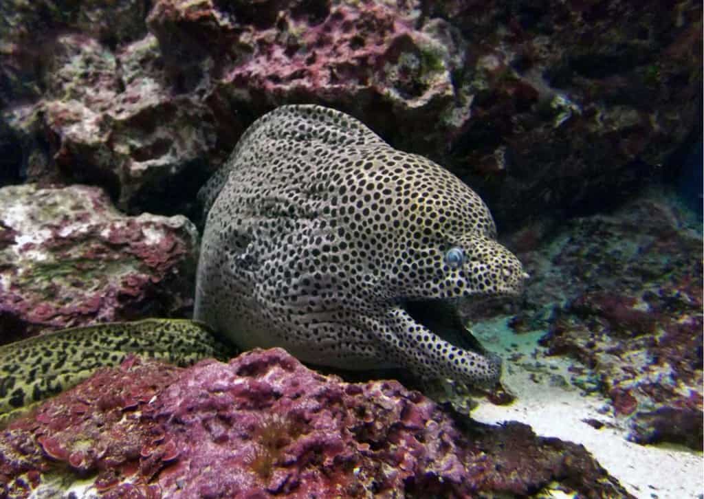 Moray Eel Behavior Animalbehaviorcorner