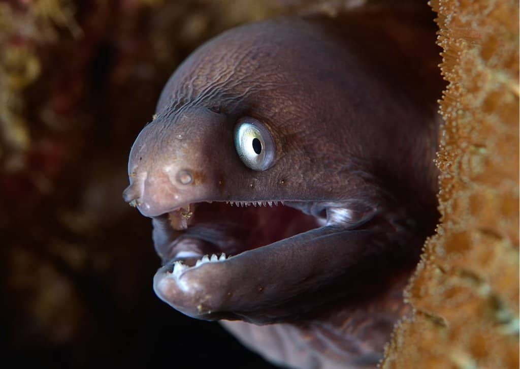 Moray Eel Behavior Animalbehaviorcorner