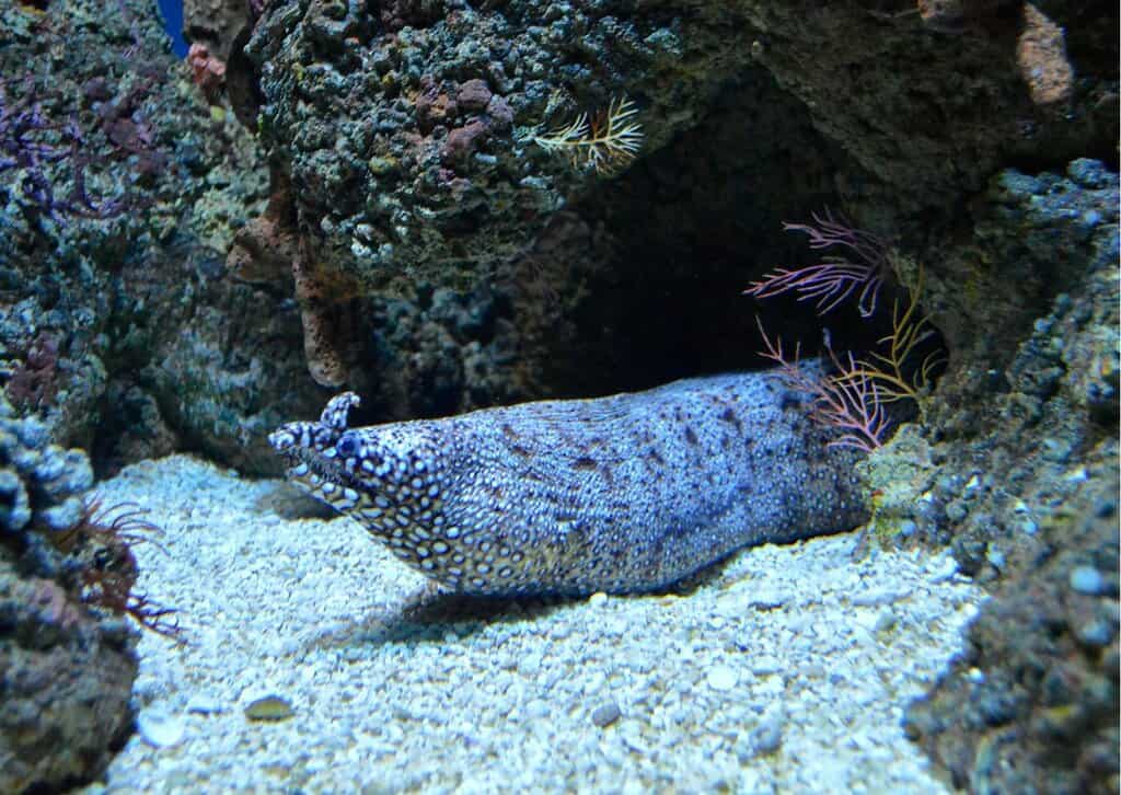 Moray Eel Behavior Animalbehaviorcorner