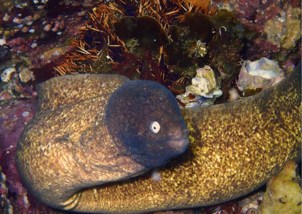 Moray Eel Behavior Animalbehaviorcorner