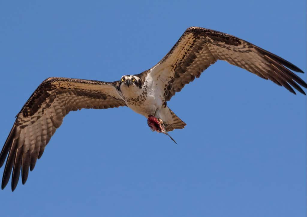 Osprey Bird Behavior - AnimalBehaviorCorner