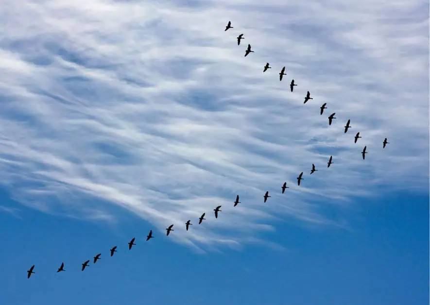 Why Do Birds Migrate? - AnimalBehaviorCorner