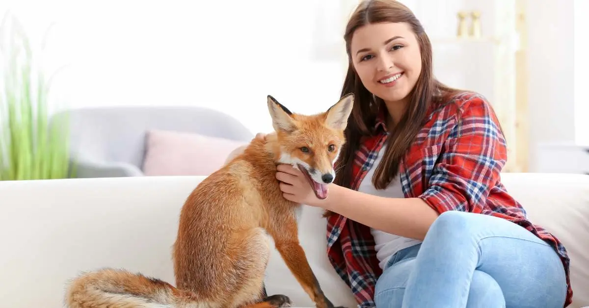 Do Foxes Make Good Pets? - AnimalBehaviorCorner