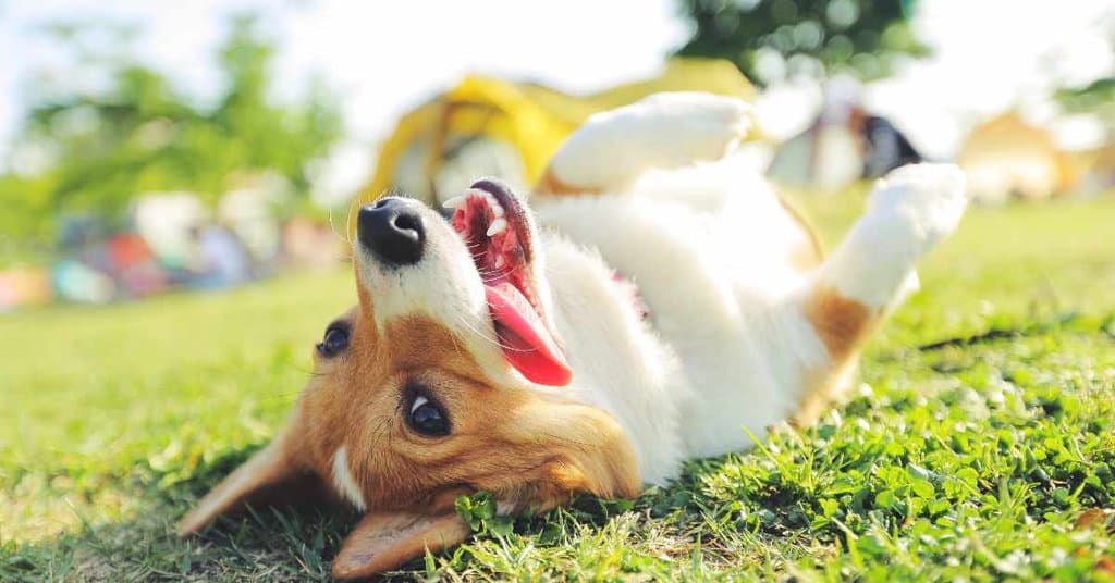 How smart are dogs animalbehaviorcorner
