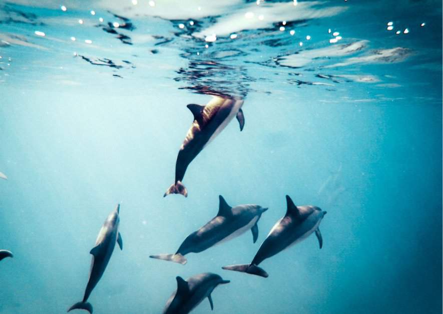 How Do Dolphins Communicate? - AnimalBehaviorCorner