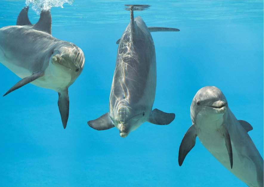 How Do Dolphins Communicate? - AnimalBehaviorCorner