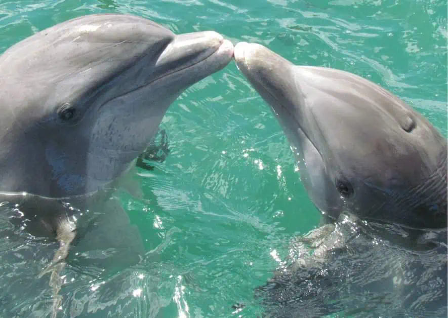 How Do Dolphins Communicate? - AnimalBehaviorCorner