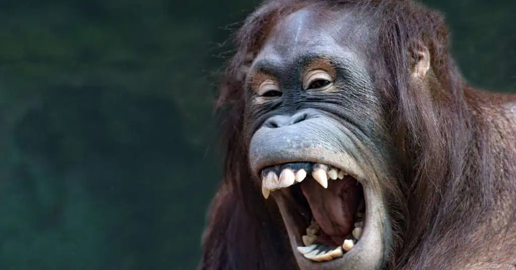 Are Orangutans Aggressive? - AnimalBehaviorCorner