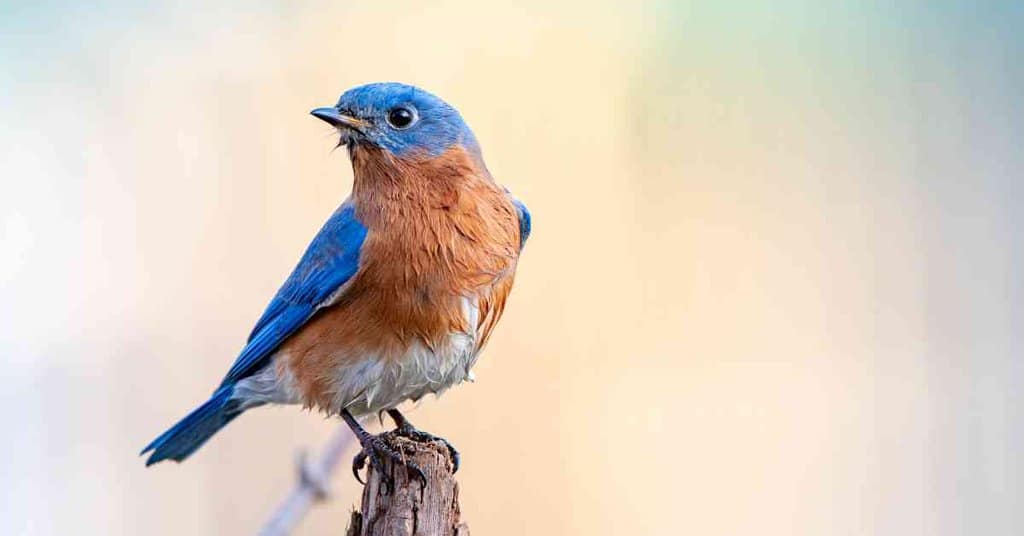 Clownfish Behavior Animalbehaviorcorner