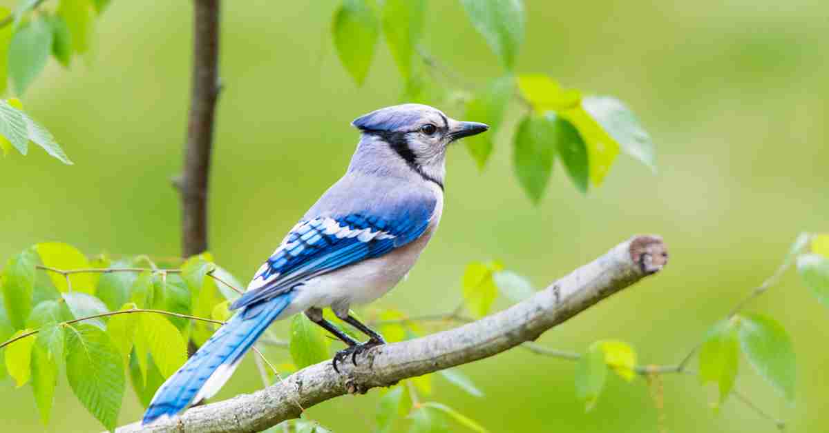 Blue Jay Behavior AnimalBehaviorCorner