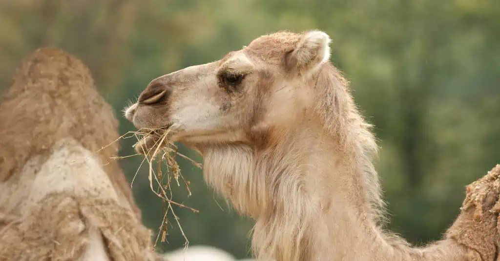 Camel Fun Facts - AnimalBehaviorCorner