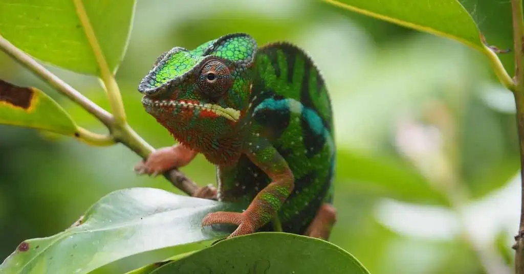 Behaviors Of Chameleons - AnimalBehaviorCorner