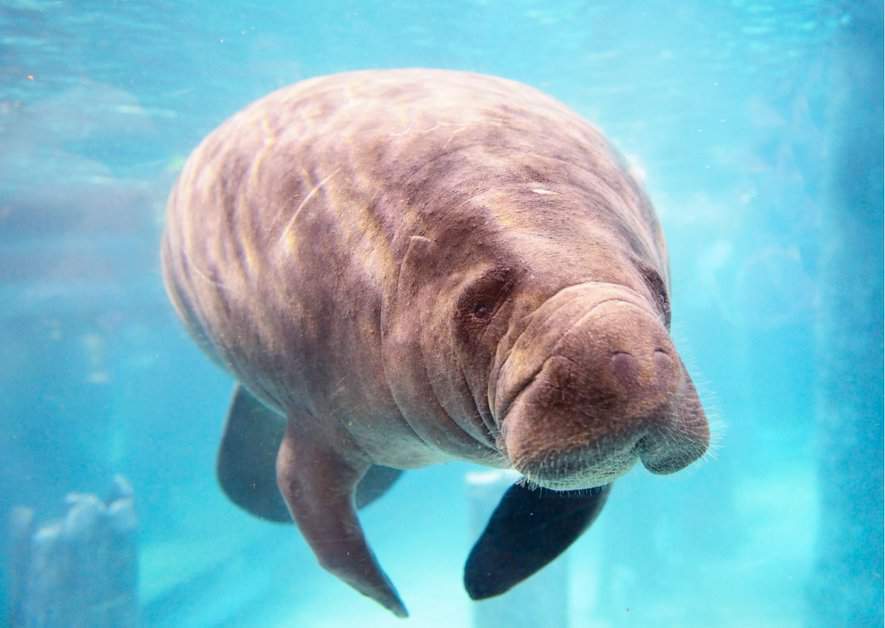 50 Fascinating Facts About Manatees: 2024 Edition