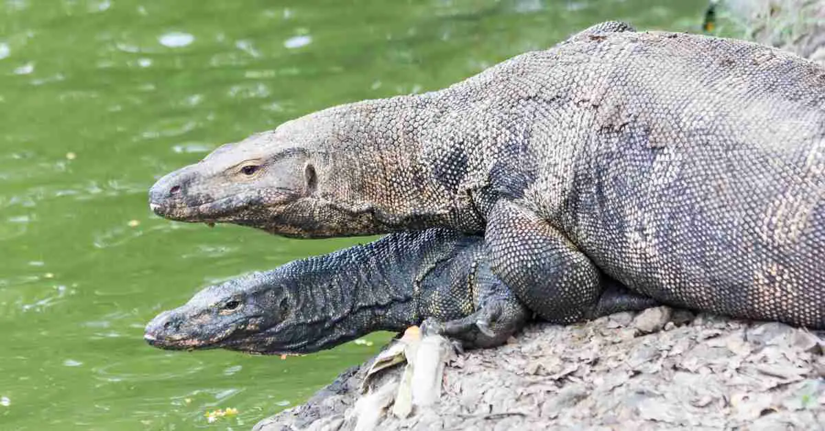 Monitor Lizard Vs Komodo Dragon - AnimalBehaviorCorner