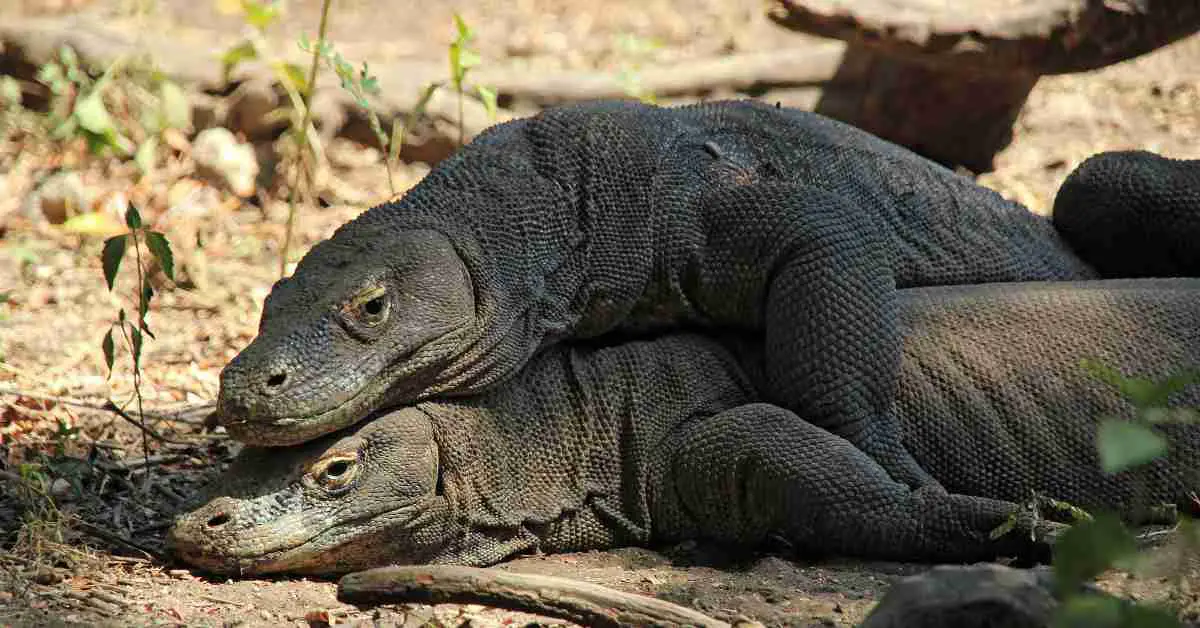 Monitor Lizard Vs Komodo Dragon - AnimalBehaviorCorner