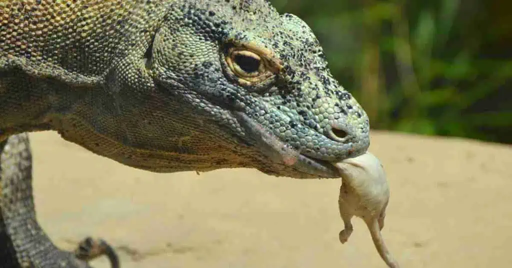 Monitor Lizard Vs Komodo Dragon - AnimalBehaviorCorner