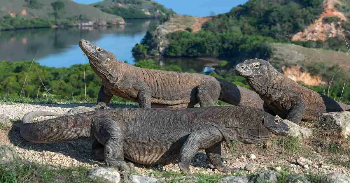 Monitor Lizard Vs Komodo Dragon - AnimalBehaviorCorner